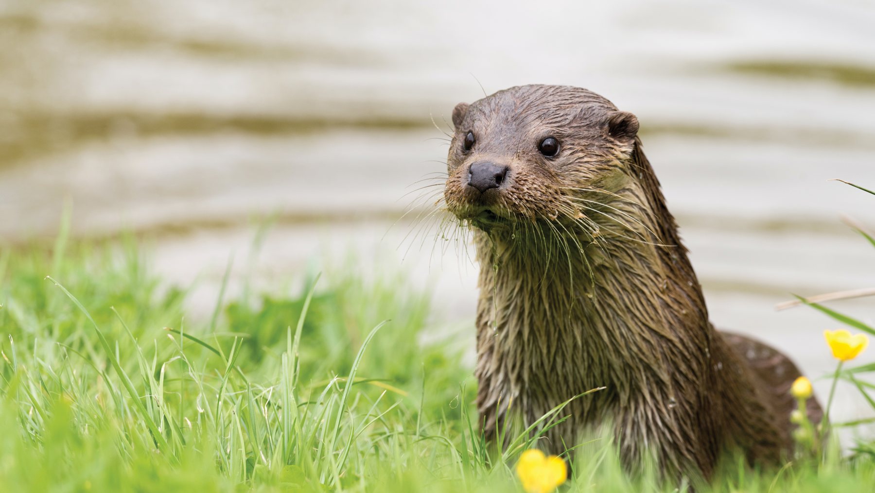 ZOOcation: Predator and Prey Day