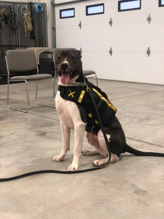 Gray and white dog wearing a black and yellow harness sits on a concrete floor, tongue out