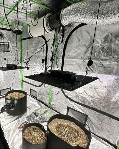 Indoor grow tent with reflective walls, hanging grow light, ventilation fan, and seedling pots