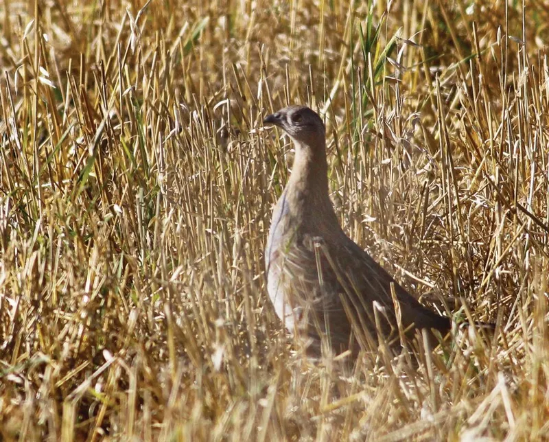 A gray-brown gamebird standing alert among dry golden grass stalks
