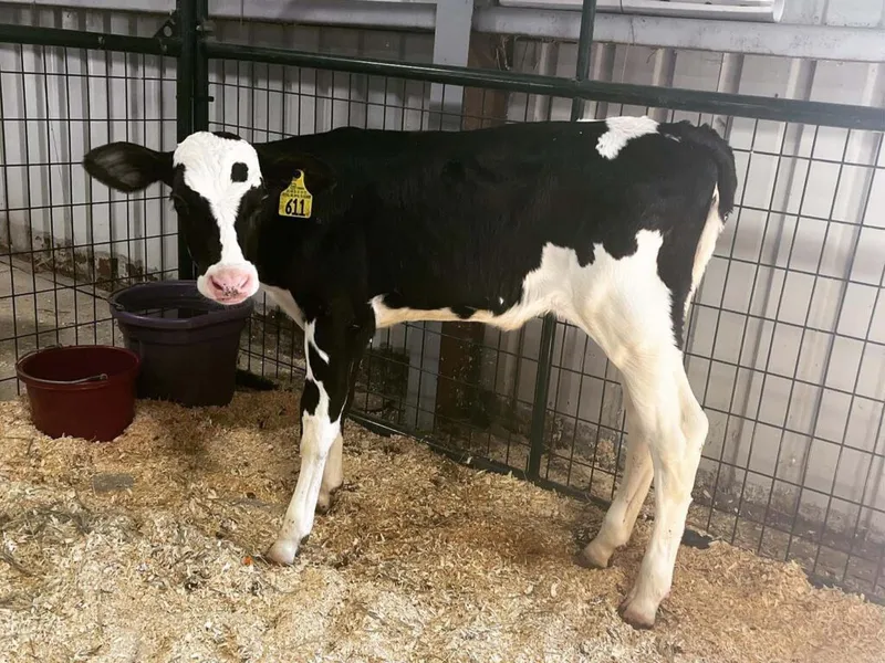 Black-and-white Holstein calf with yellow ear tag standing in a straw-bedded barn pen
