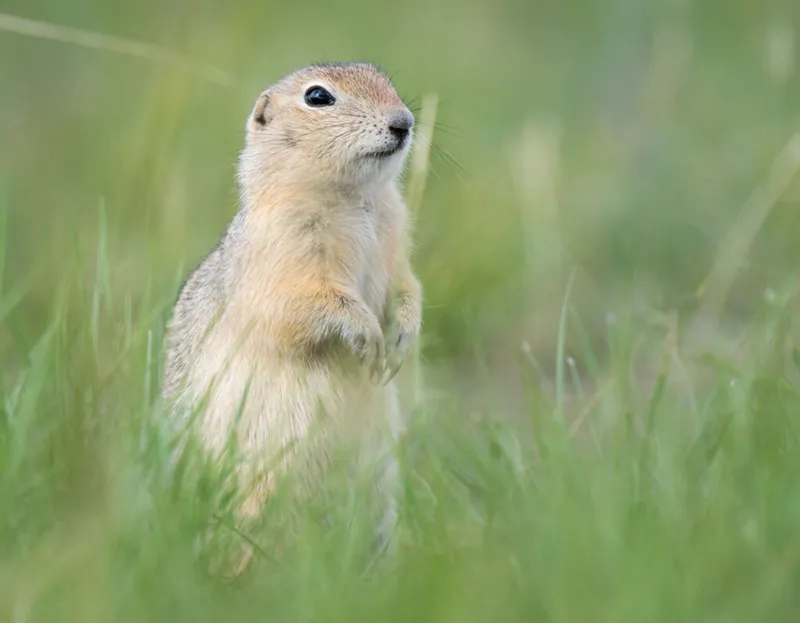 Small ground squirrel standing upright on its hind legs in green grass