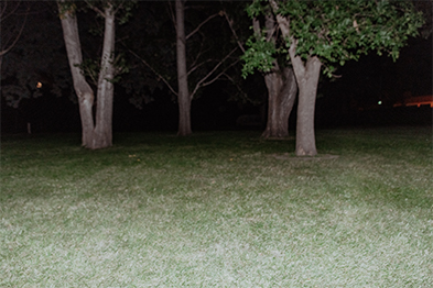 Dark grassy park at night with several large trees lit by artificial light