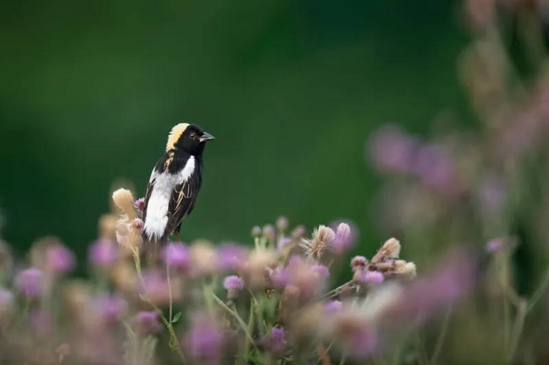 Black-and-white bobolink with golden nape perched among pink wildflowers