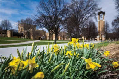 Yellow daffodils in bloom on a college campus with a bell tower in the background