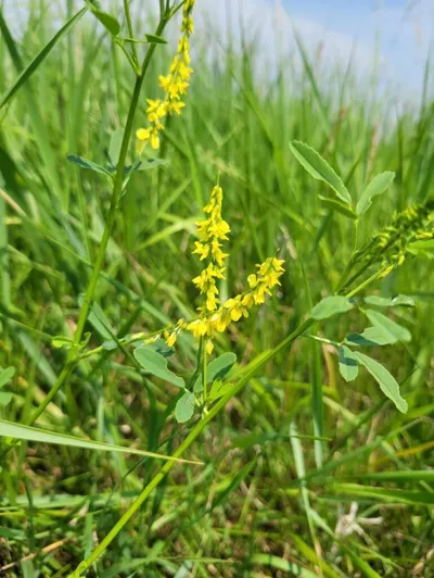 Slender plant with small yellow flowers rising above lush green meadow grass