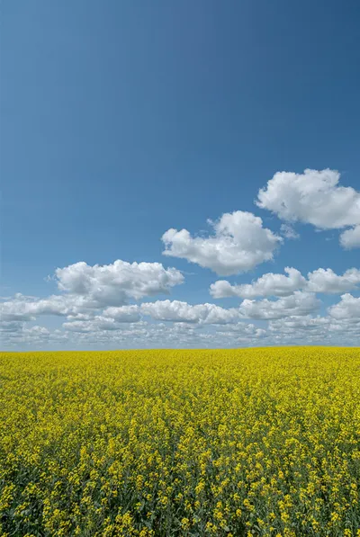 Vast yellow canola field in full bloom under a blue sky with scattered white clouds