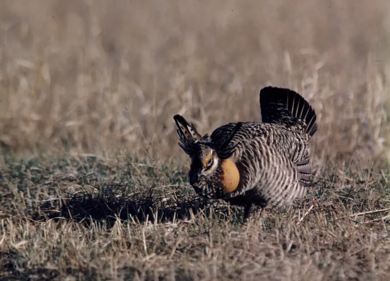 Prairie chicken displaying inflated orange neck sacs and fanned tail in dry grassland