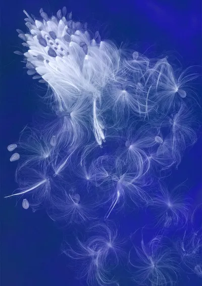 White dandelion seeds dispersing against a deep blue background