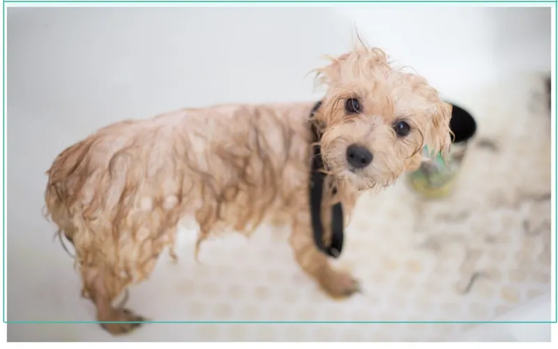 Wet cream-colored curly-haired puppy wearing a collar standing in a bathtub