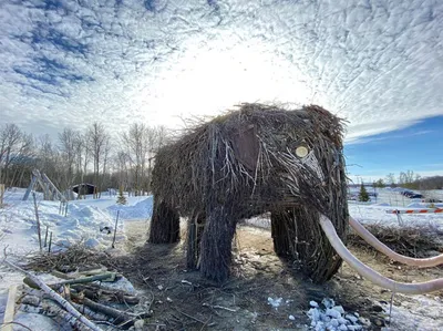 Large twig-and-branch mammoth sculpture with white tusks standing in a snowy landscape
