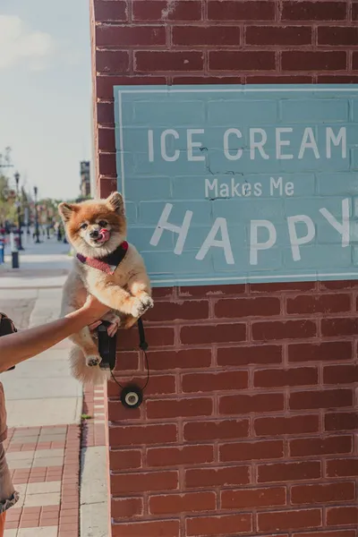 Fluffy Pomeranian held up beside a brick wall painted with 'Ice Cream Makes Me Happy