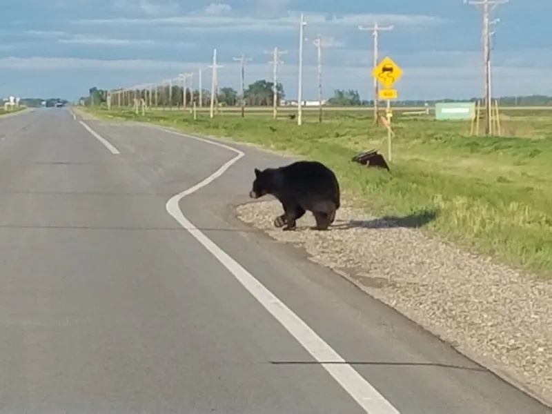 Black bear walking across the shoulder of a rural highway