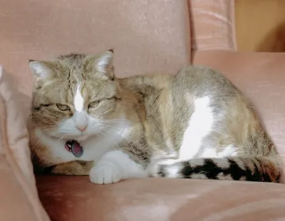Tabby and white cat resting on a pink upholstered sofa with mouth slightly open