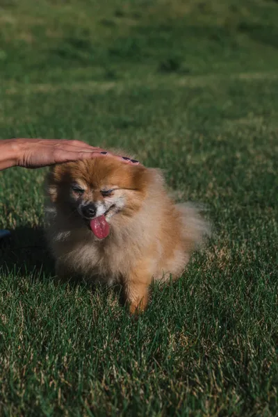 Fluffy golden Pomeranian with tongue out being petted on a green lawn