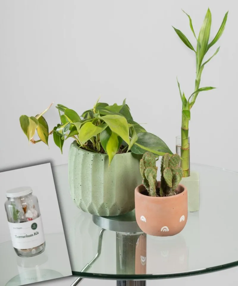 Three houseplants on a glass table beside a terrarium kit box
