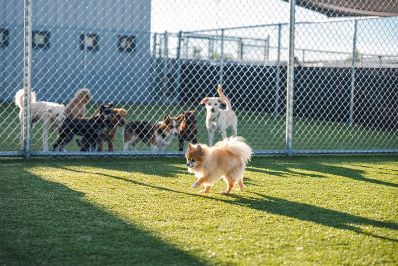 Fluffy golden Pomeranian trotting on artificial turf inside a chain-link dog run with several dogs behind a dividing fence