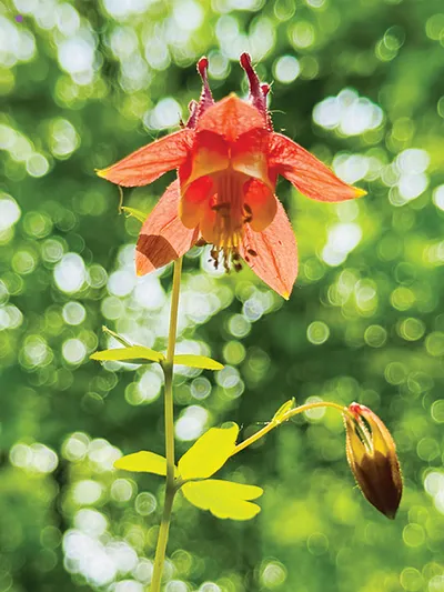 Orange columbine flower with a budding bloom against a soft green bokeh background