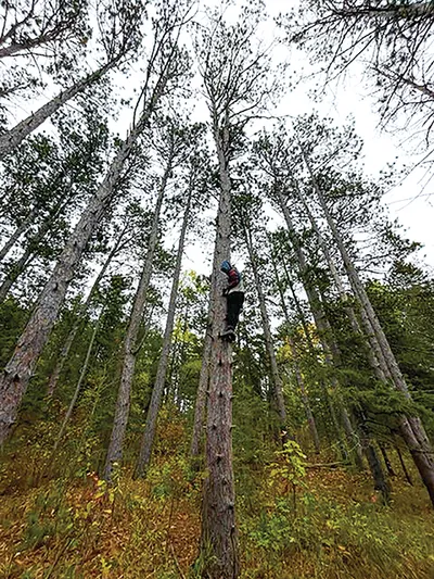 Person climbing high up a tall pine tree in a dense forest