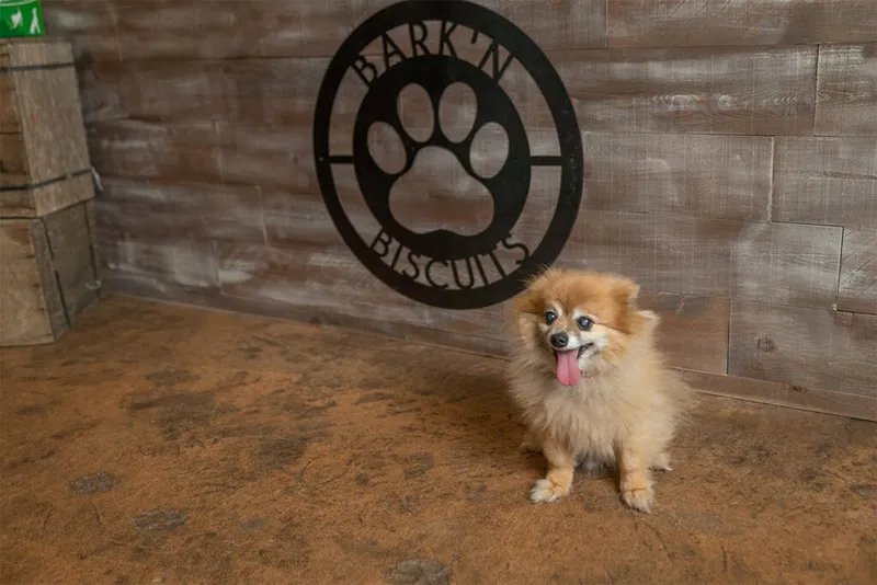 Fluffy Pomeranian with tongue out sitting before a "Bark'n Biscuits" metal sign on a wood-panel wall