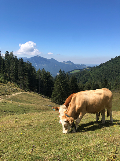Tan cow grazing on a sunny alpine meadow with forested mountains behind
