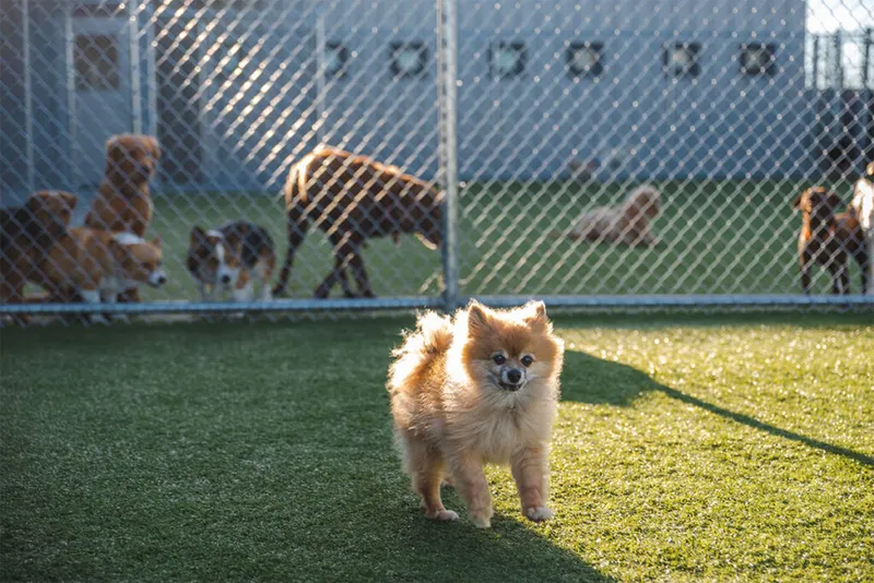 Fluffy golden Pomeranian standing on artificial turf at an outdoor dog daycare