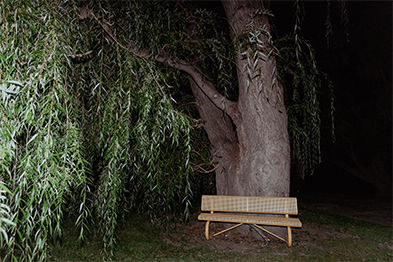 Wooden bench beneath a large weeping willow tree at night
