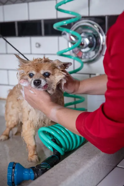Wet Pomeranian being lathered with soap by person in red top at grooming sink