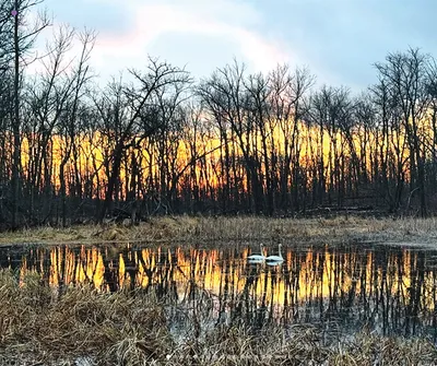 Swan floating on a still pond reflecting bare trees and vivid orange sunset sky