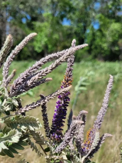 Purple wildflower spikes with feathery foliage in a sunny meadow with green trees behind