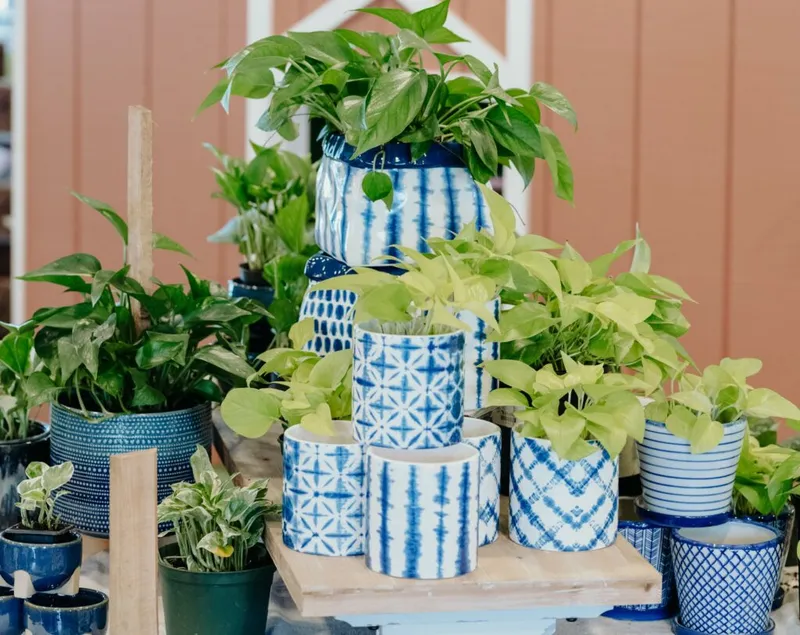 Green pothos plants displayed in blue-and-white patterned ceramic pots on a wooden tiered stand