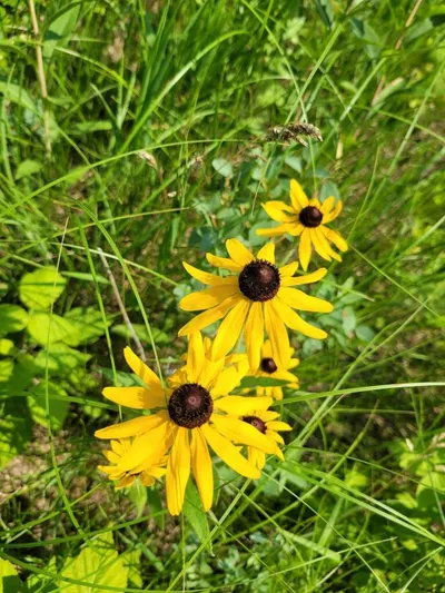 Bright yellow black-eyed Susan wildflowers blooming among green grasses