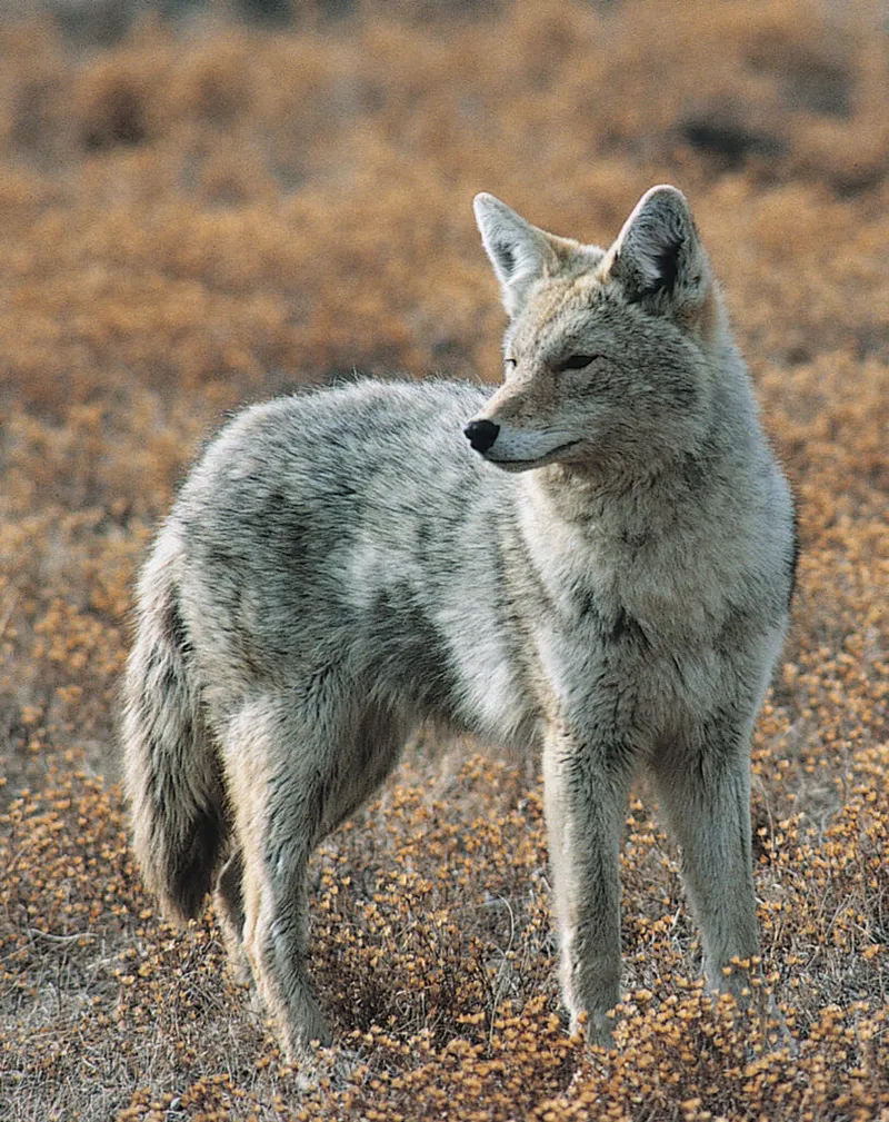A coyote with gray-tan fur stands alert in dry scrubland