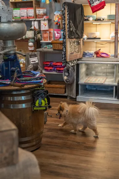 Fluffy tan Pomeranian trotting through a cozy pet supply shop