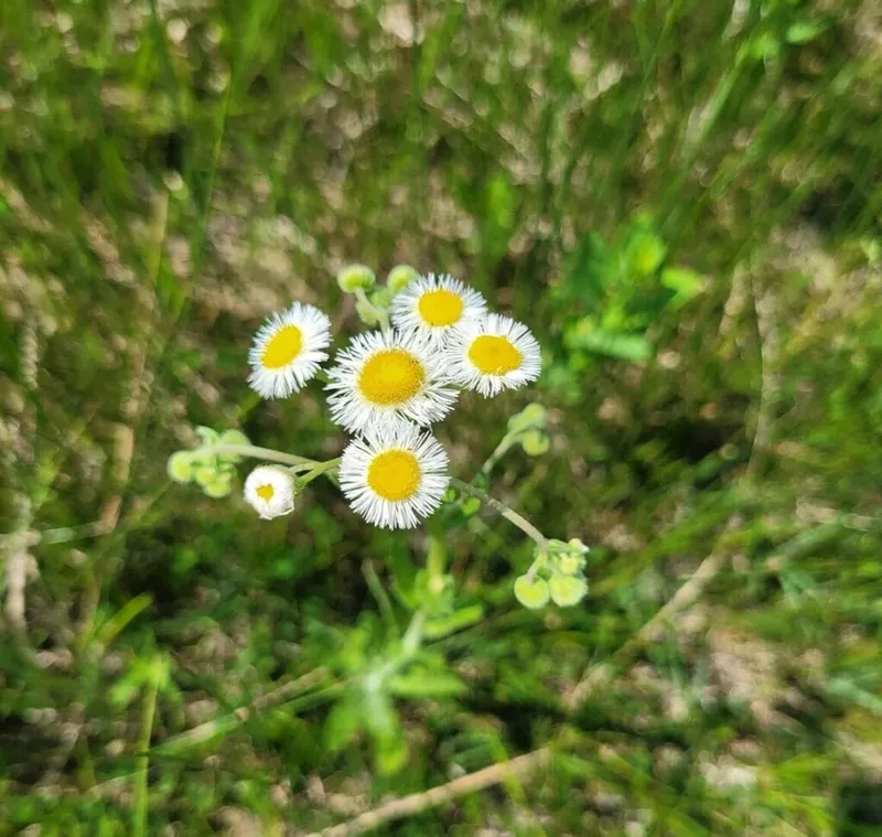 Cluster of small white wildflowers with yellow centers among green grass