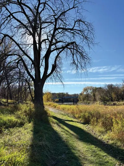 Bare tree casting long shadows along a grassy path through autumn wetlands under a blue sky