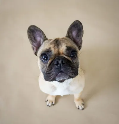 Fawn French Bulldog with large ears looks up at camera against beige background