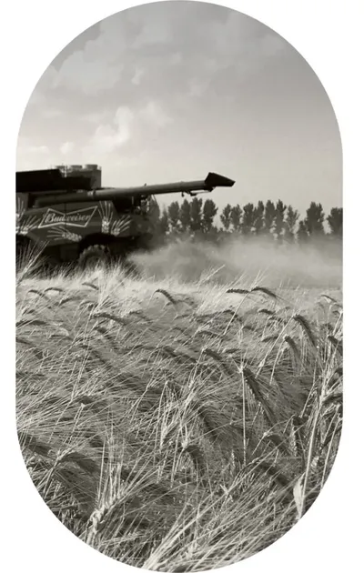 Budweiser-branded combine harvesting a grain field in dusty overcast conditions