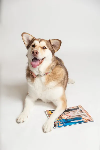 Fluffy brown and white dog lying on a magazine, mouth open, against a white background