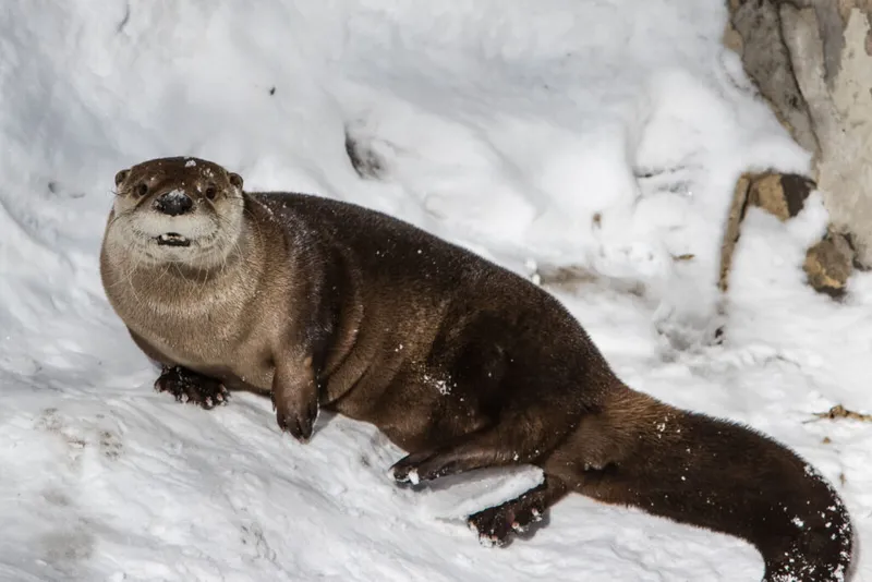 Brown river otter with snow-dusted fur resting on a snowy surface, facing the camera