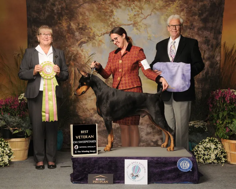 Handler poses with a black-and-tan Doberman on a show platform beside a Best Veteran Sweepstakes ribbon and two officials