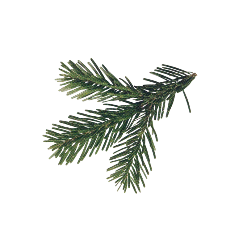 Close-up of a green evergreen branch with short needles on white background