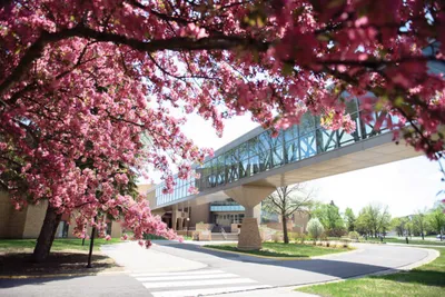 Pink flowering tree framing a glass skybridge over a campus walkway in spring