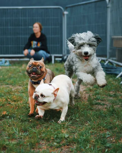 Three dogs running and leaping on grass, with a person seated on the ground behind them