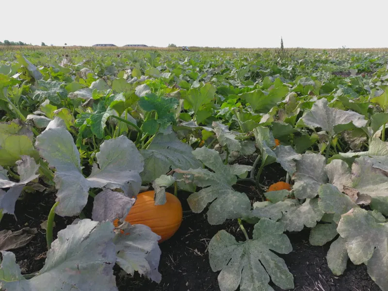 Orange pumpkins nestled among broad green leaves in an open farm field